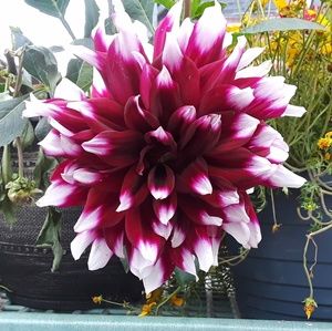 Meet your Posher, Renee